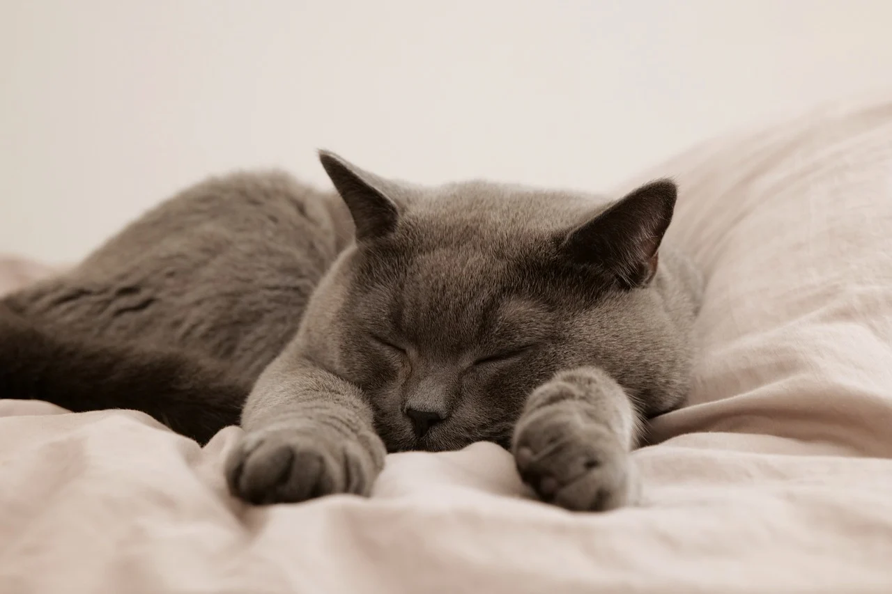 Eine Katze liegt auf einem Bett und hat die Pfoten von sich gestreckt und die Augen geschlossen.